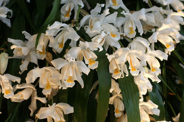 Coelogyne Cristata