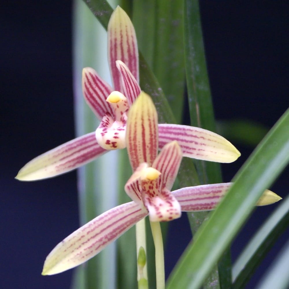 Cymbidium ensifolium