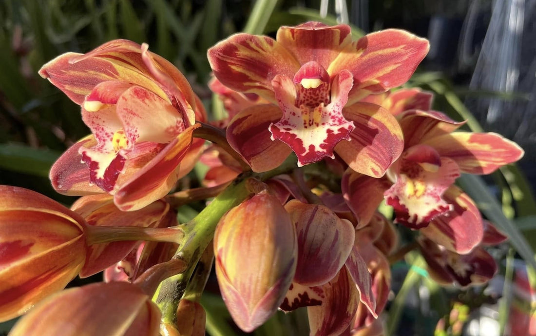 Cymbidium care