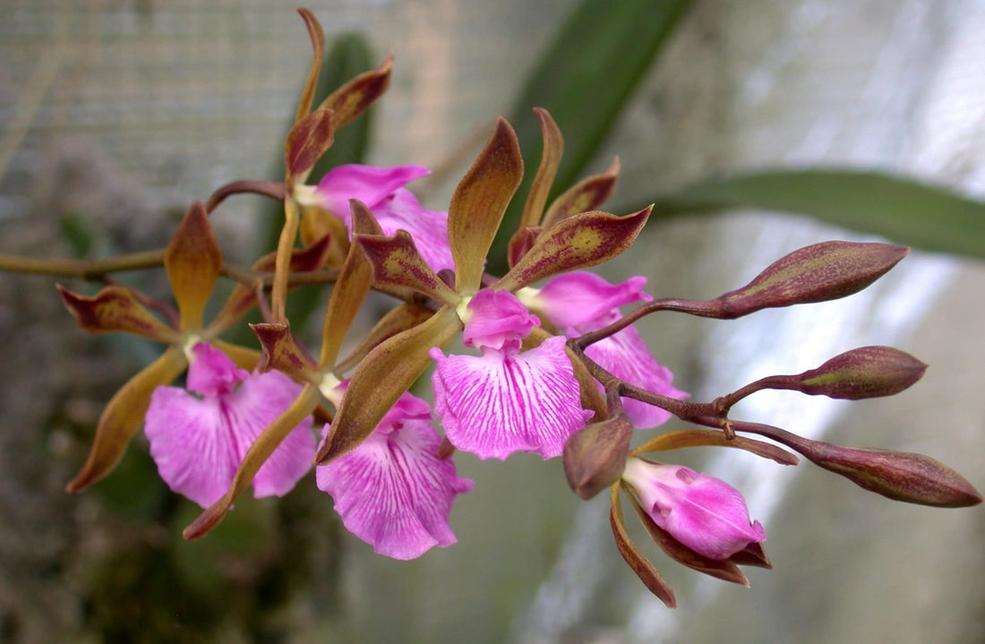 Ingrijire Encyclia | lumina, udare, substrat si flori parfumate