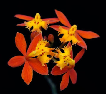 Epidendrum Radicans