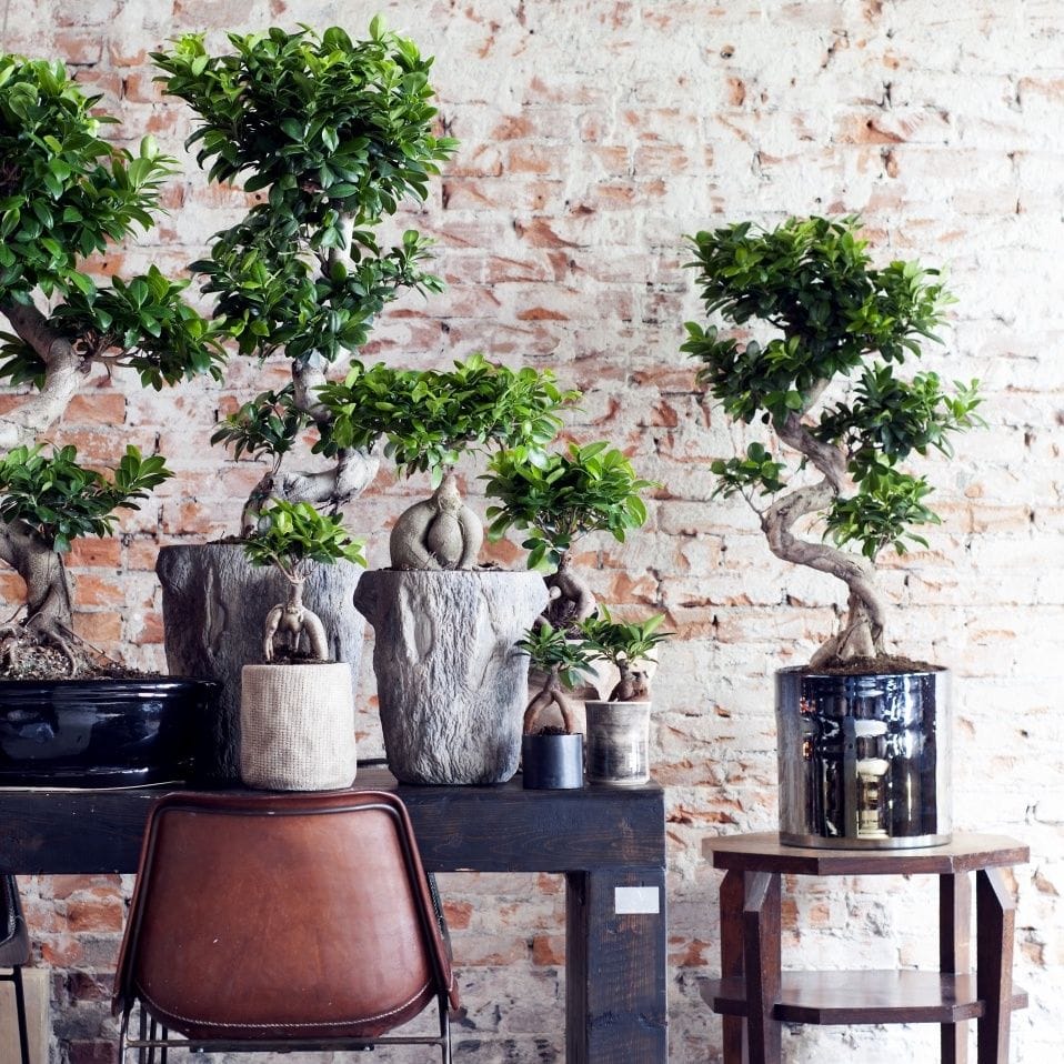 Ingrijire Bonsai Ginseng (Ficus microcarpa) | lumina, udare, tundere, replantare