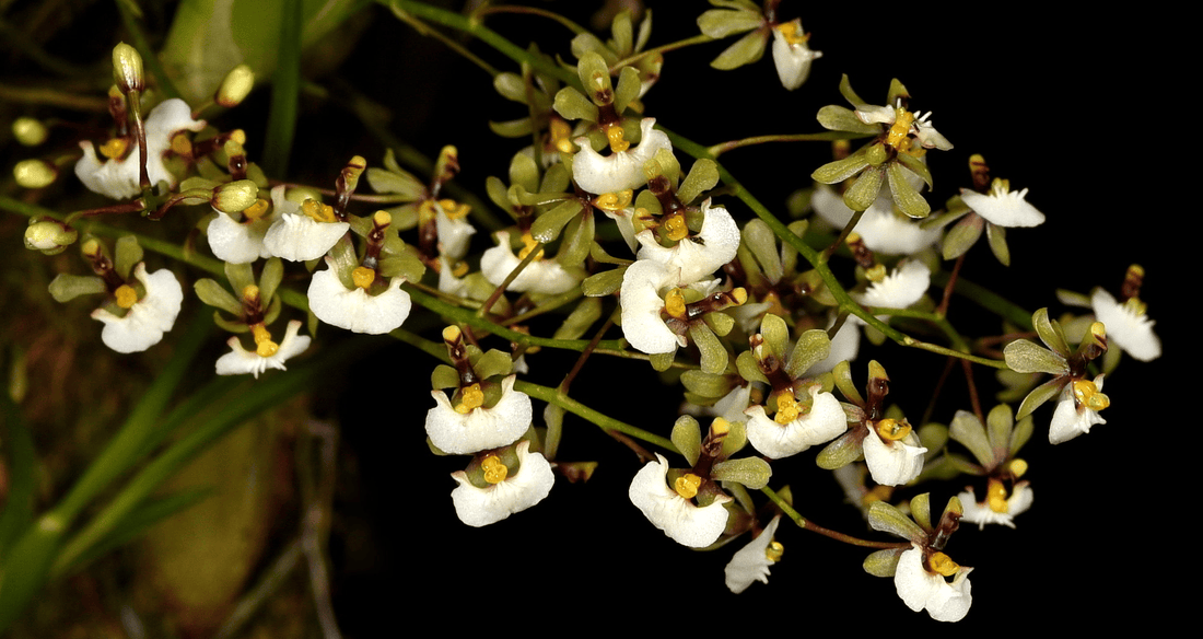 Gomesa radicans