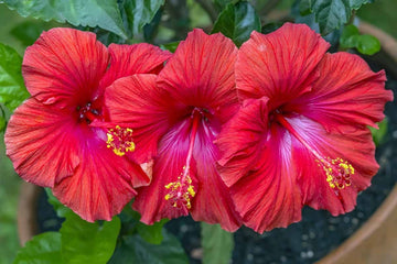 Hibiscus (Trandafirul japonez) - ghid de ingrijire