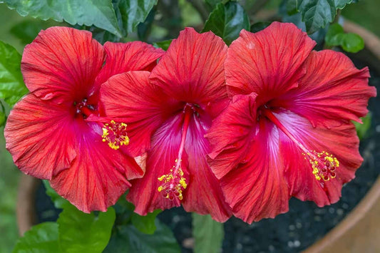 Hibiscus (Trandafirul japonez) - ghid de ingrijire