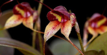 Masdevallia nidifica - Caracteristici si Ghid de Ingrijire