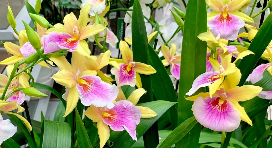 Miltonia orchid care