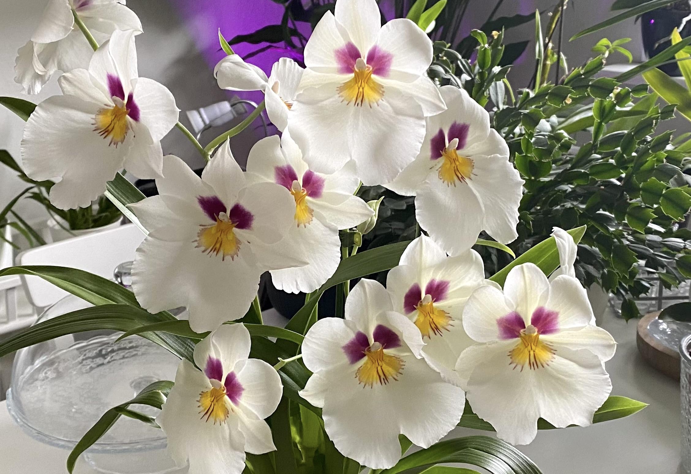 Ingrijire orhidee Miltoniopsis | orhideea panseluta - lumina, umiditate, udare