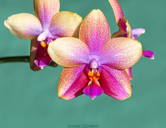 Phalaenopsis Sweet Memory 'Liodoro' 