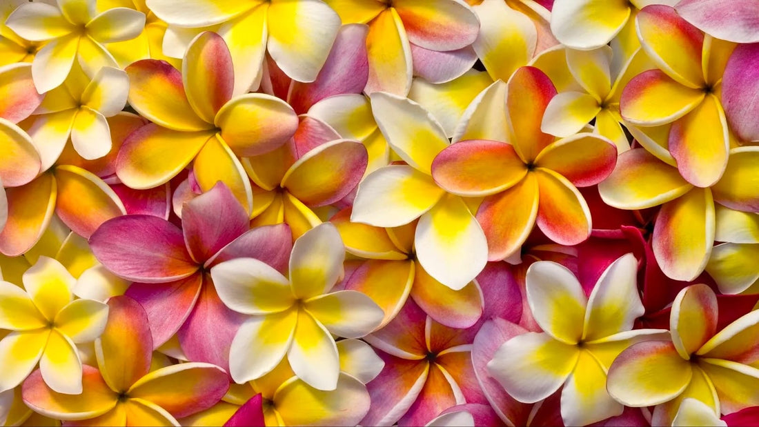 Ingrijire Plumeria (Frangipani) | soare, udare, repaus, inflorire