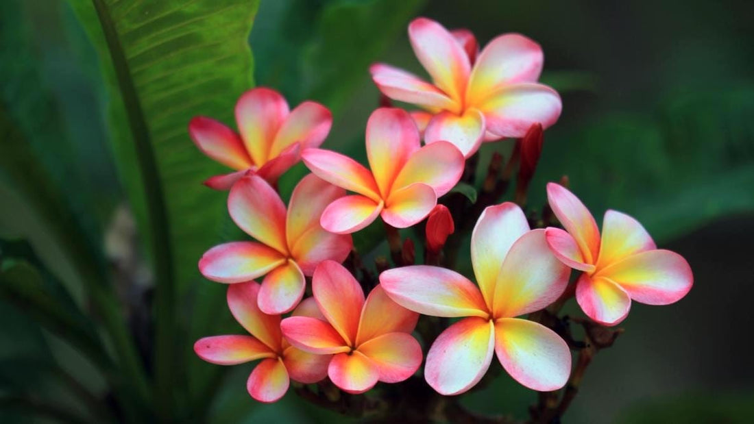 Plumeria (Frangipani) - inmultire