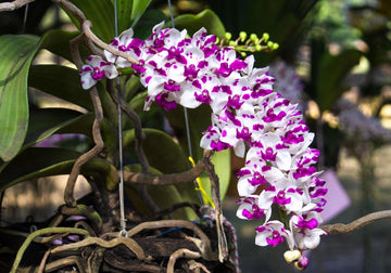 Orhidee Rhynchostylis gigantea