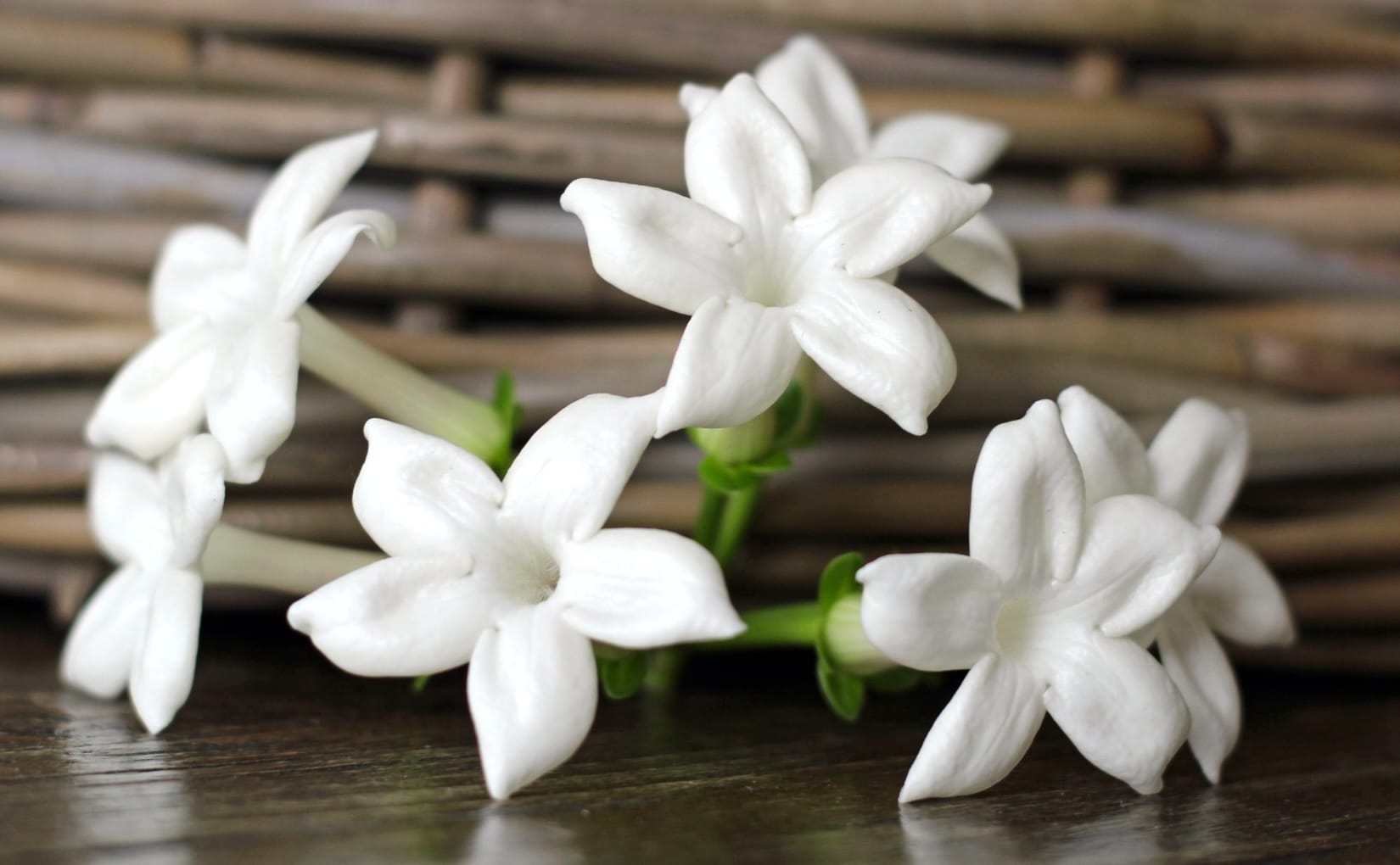 Ingrijire Stephanotis floribunda | Ghid complet pentru Iasomia de Madagascar (Floarea Fericirii)