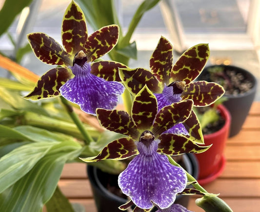 Zygopetalum care