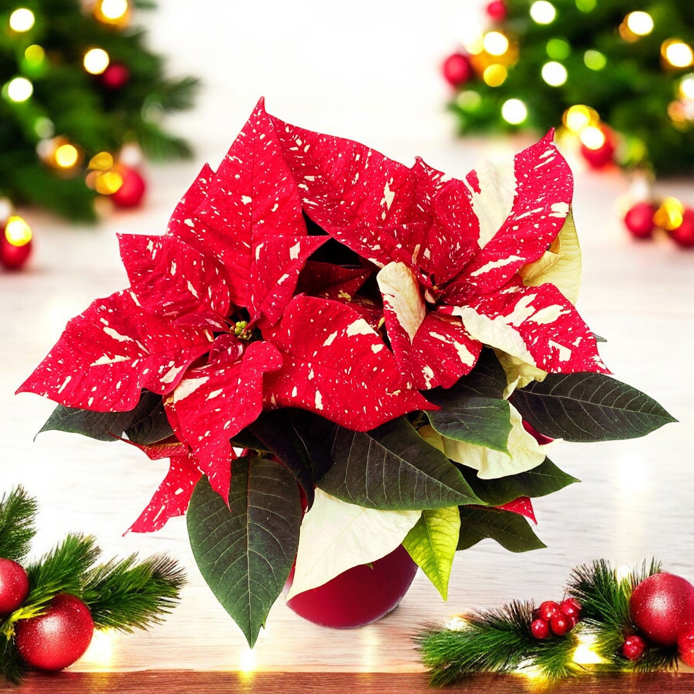 Euphorbia pulcherrima (Craciunita) – decor de sarbatori