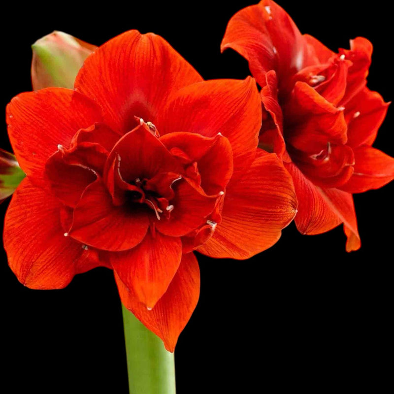 Amaryllis (Hippeastrum) – bulbi cu flori spectaculoase