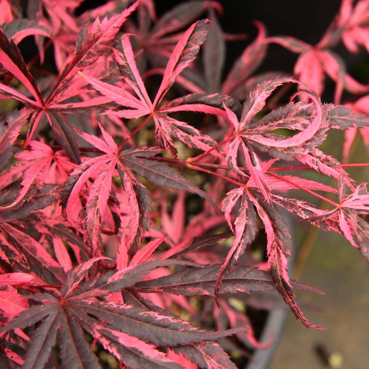 Acer palmatum - Artar japonez