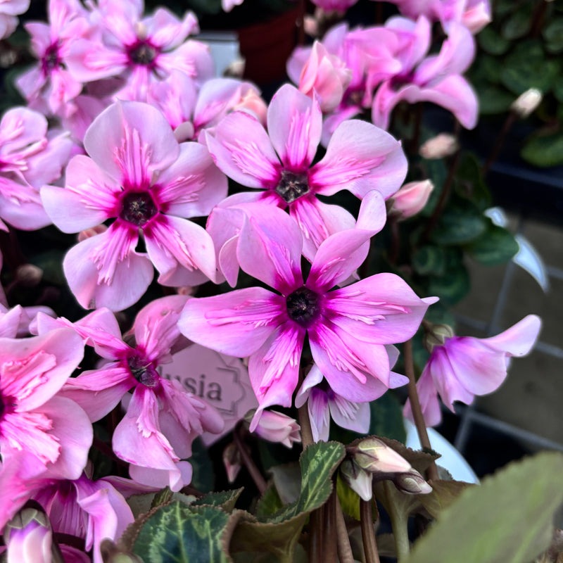 Plante cu flori – decor elegant si inflorire la indemana