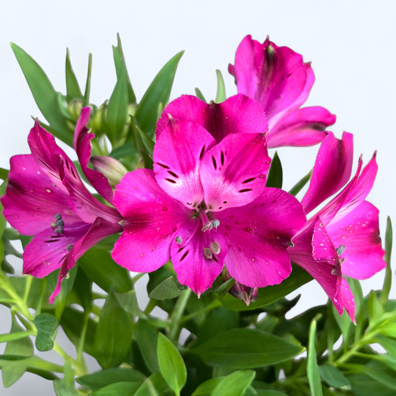 Alstroemeria Inticancha – Crin peruvian de ghiveci cu inflorire abundenta