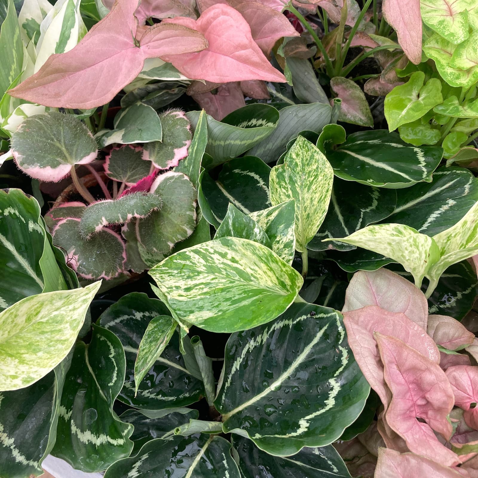 Baby Plants – plante tinere, accesibile si compacte, ideale pentru spatii mici si bugete smart. Start perfect pentru orice colectie. Comanda online