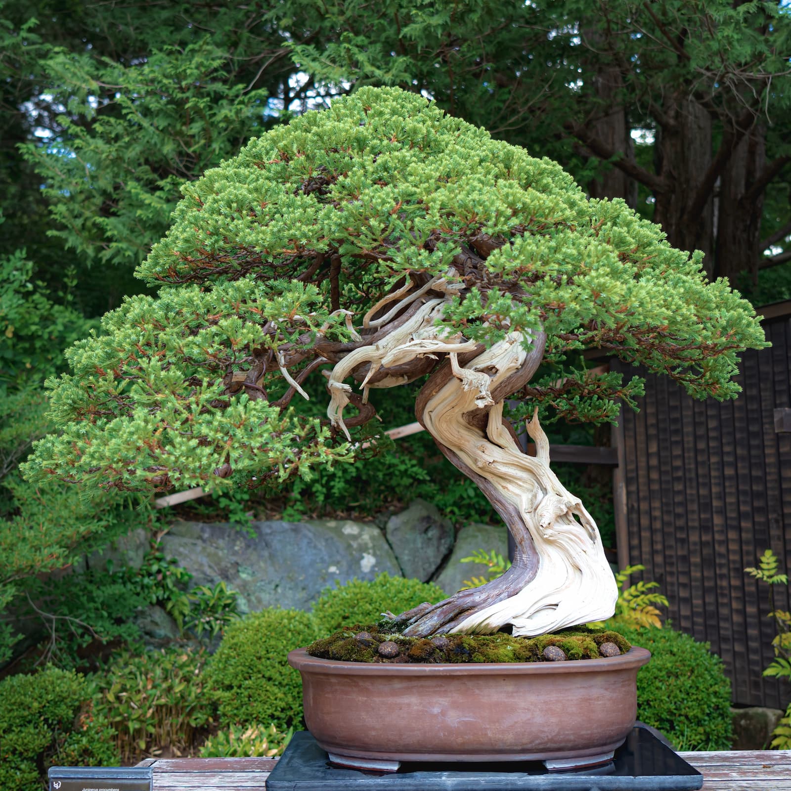 Varietati rare sau populare de bonsai