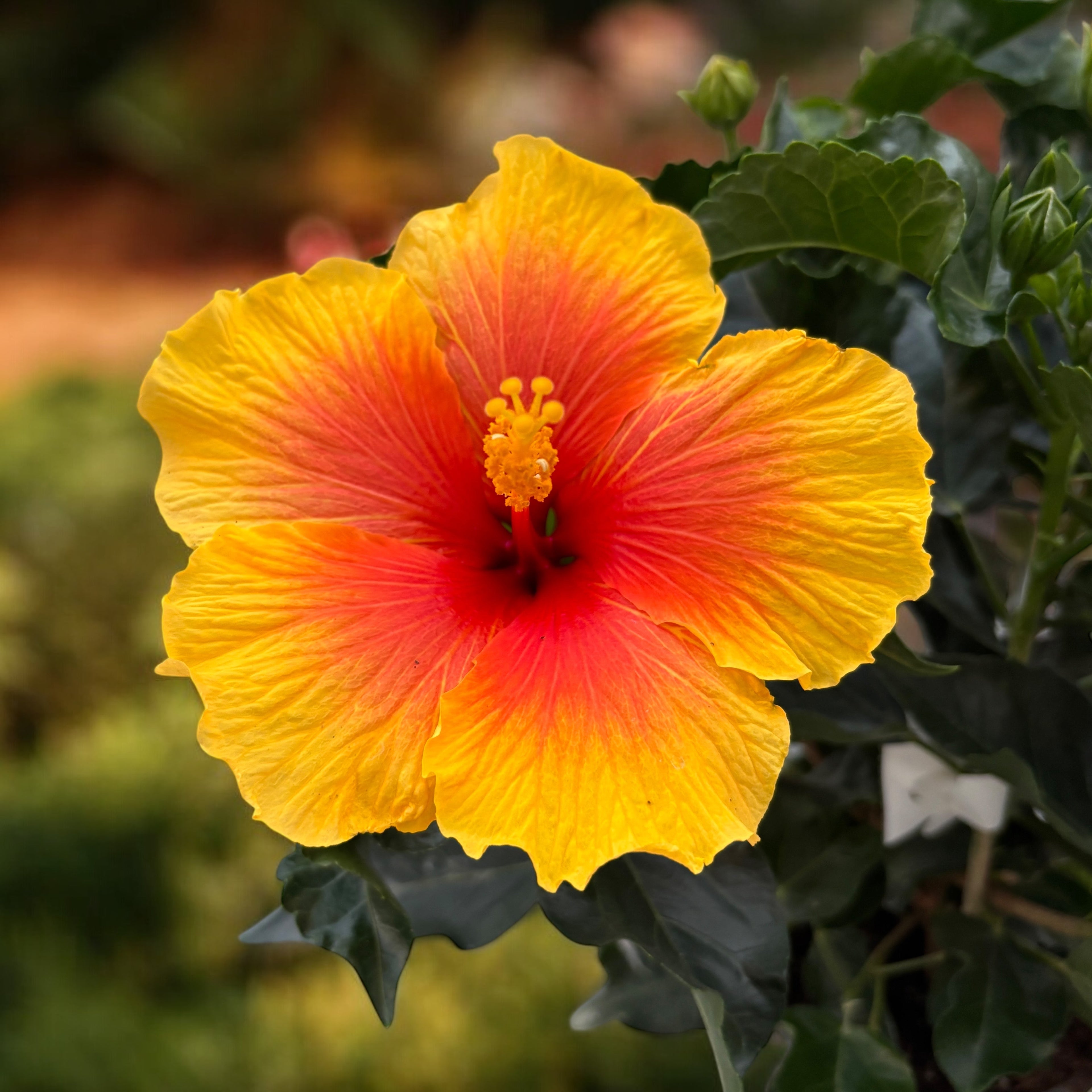 Hibiscus de Interior - Trandafir Chinezesc