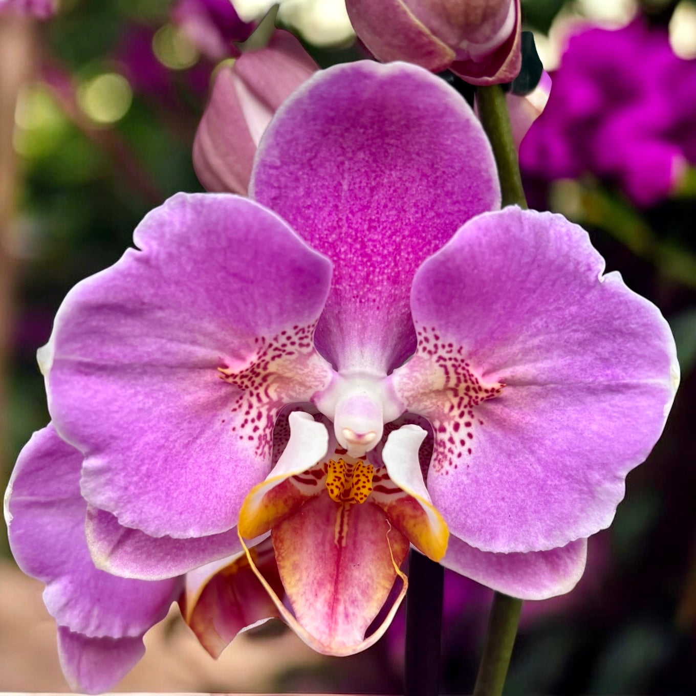 Phalaenopsis cu flori pelorice – orhidee rare si spectaculoase de vanzare