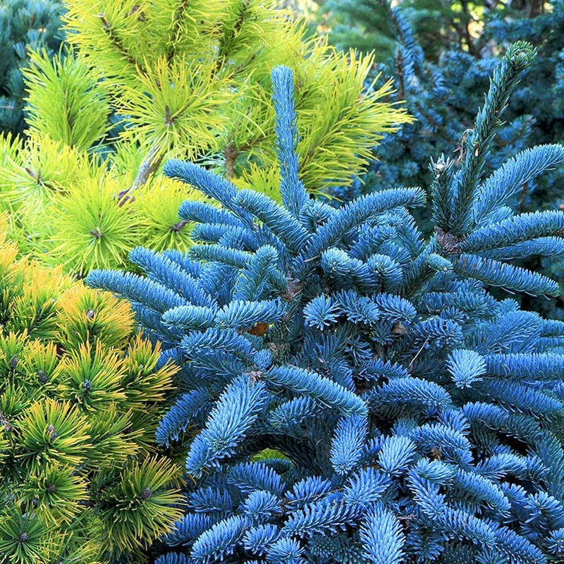 Conifere - Brazi si alte specii ornamentale