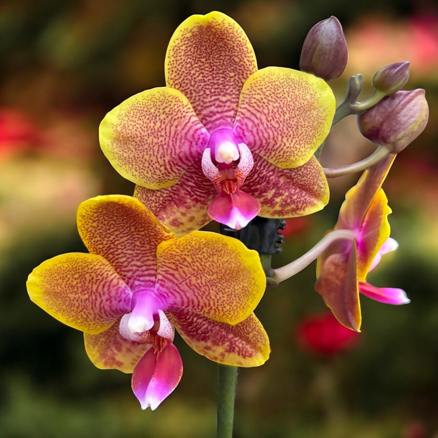 Orhidee parfumate – varietati rare