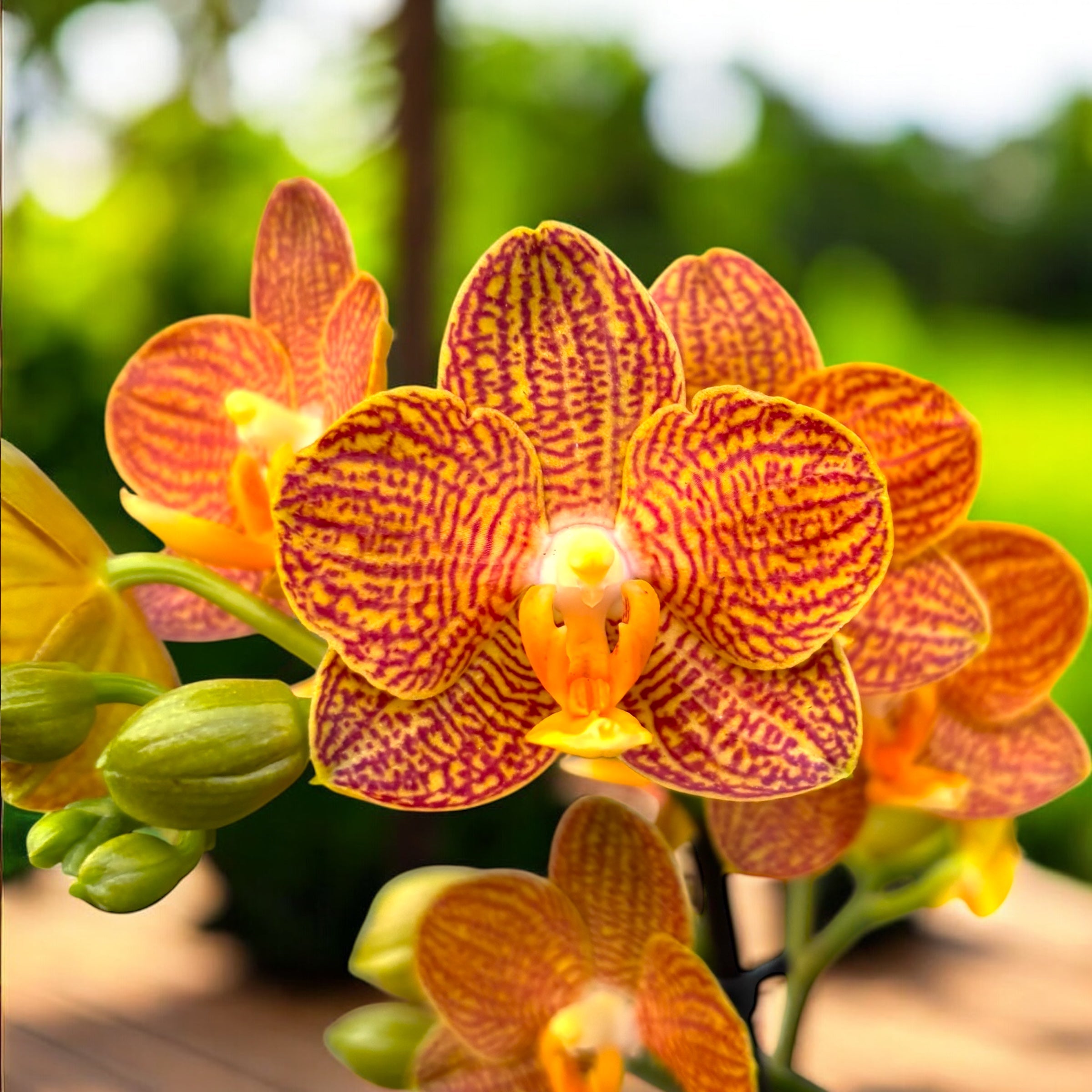 Orhidee Phalaenopsis inflorite