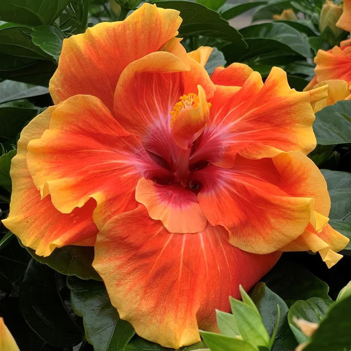 Hibiscus - trandafir japonez