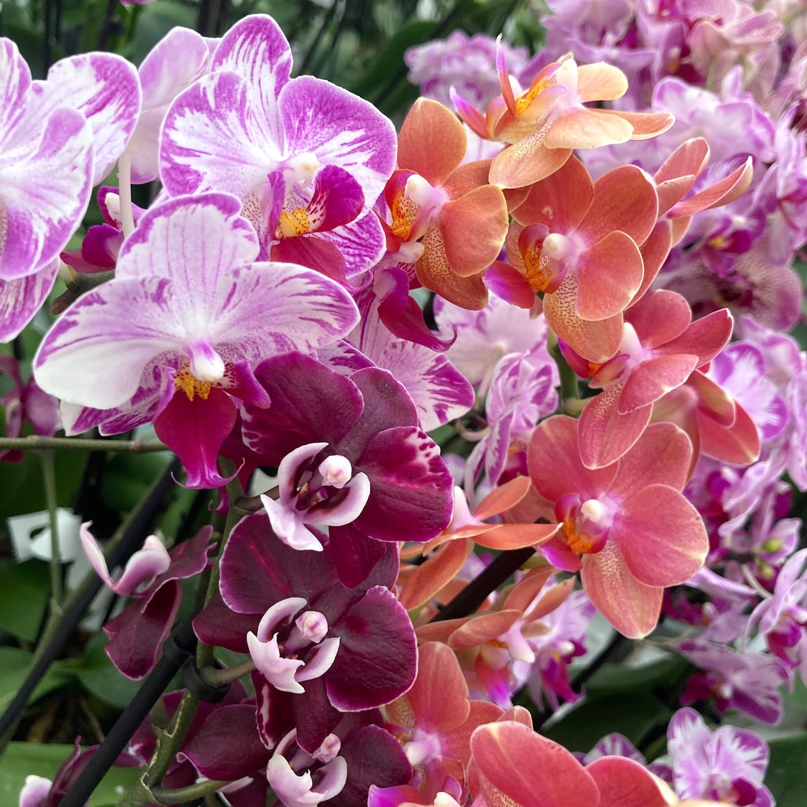 Orhidee in Ghiveci: Specii Rare & Hibrizi Premiati – Secret Garden Plant Shop