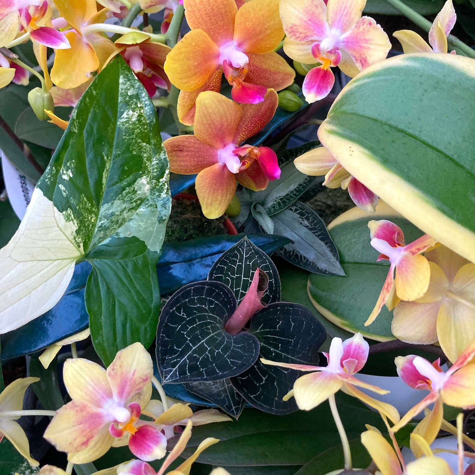 Planta aeriana Tillandsia Aeranthos – Secret Garden Plant Shop