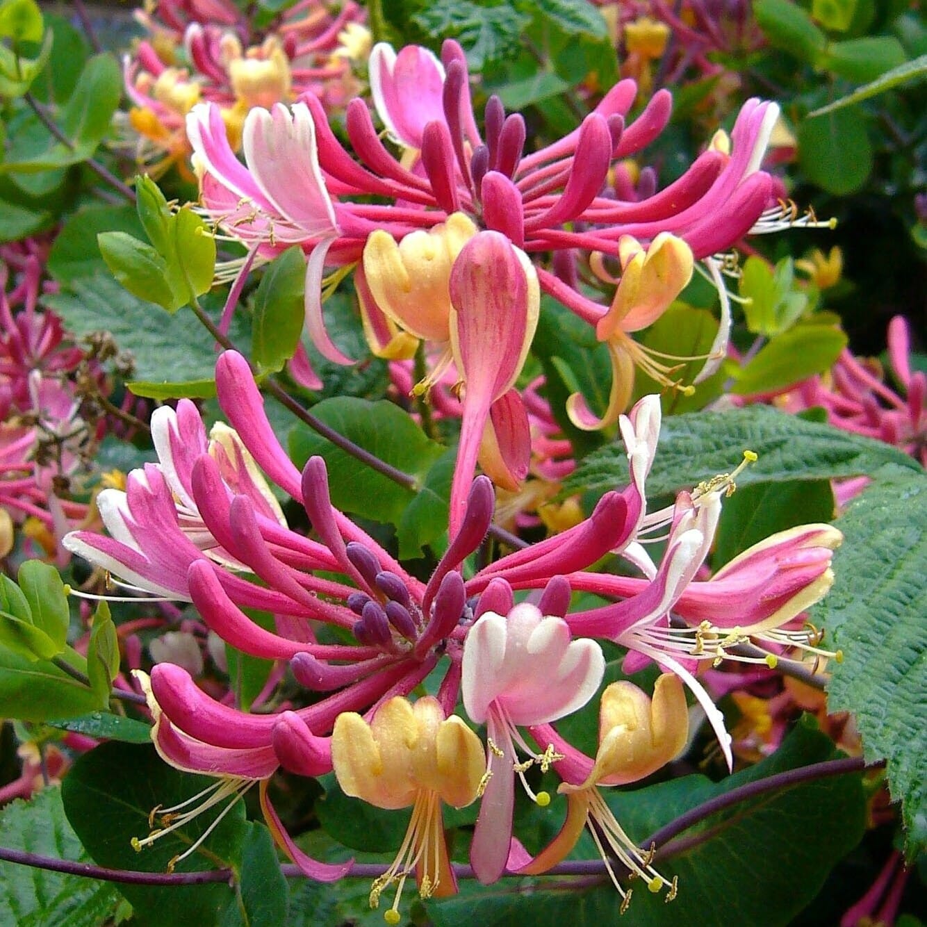 Lonicera