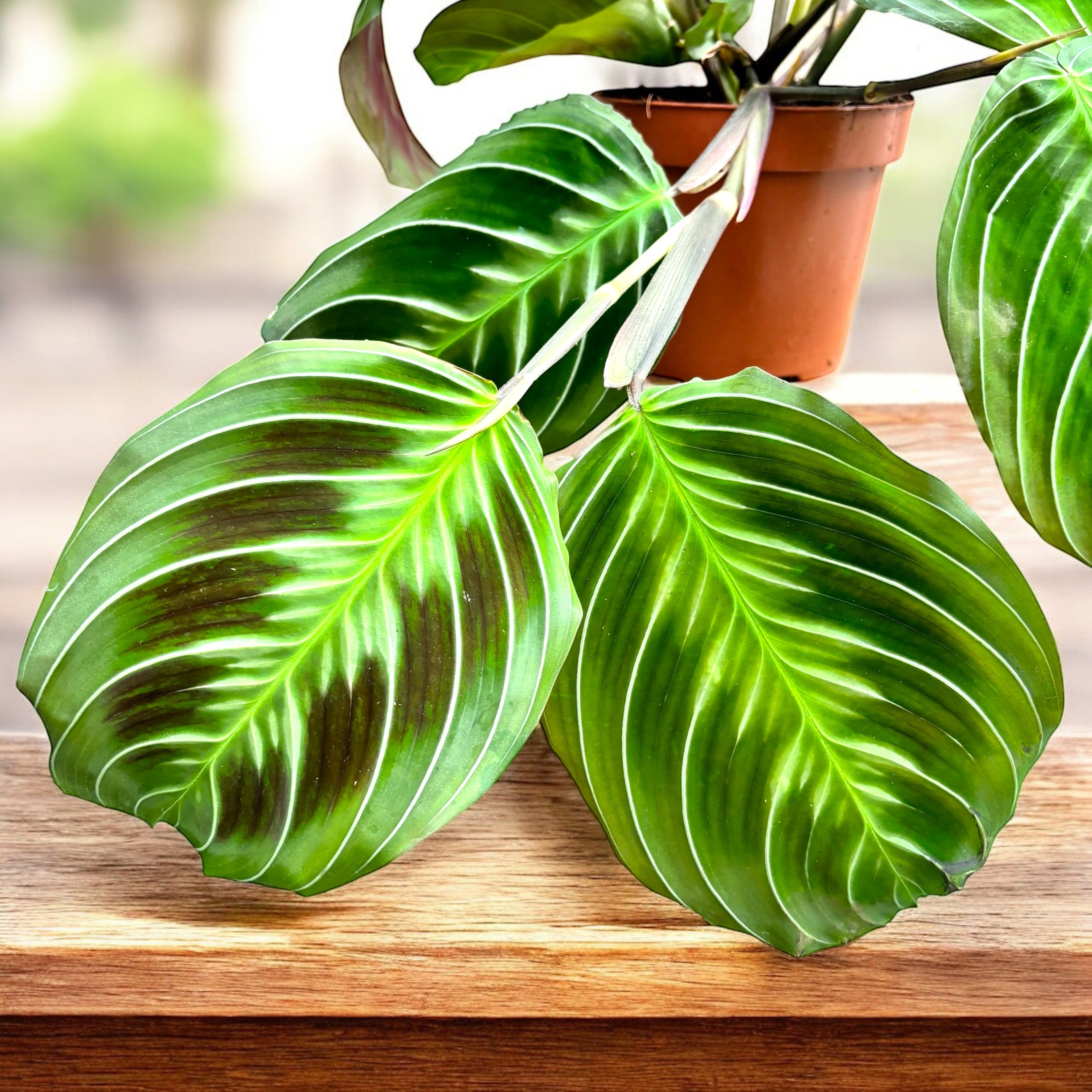 Calathea & Maranta – plante paun (prayer plant)