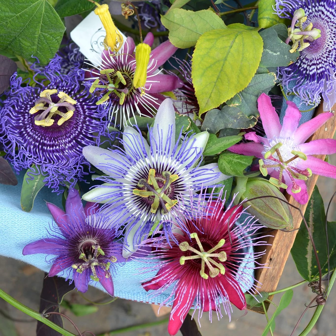 Varietati de passiflora