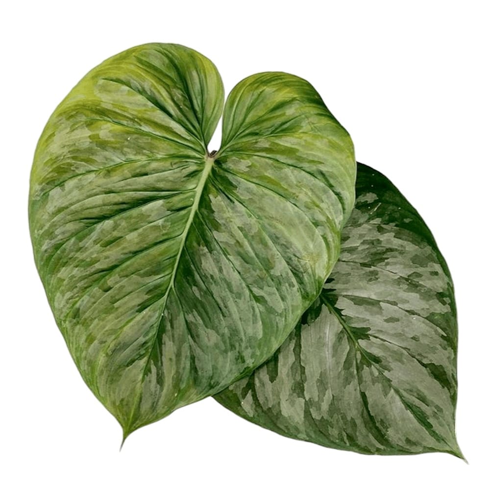 Philodendron