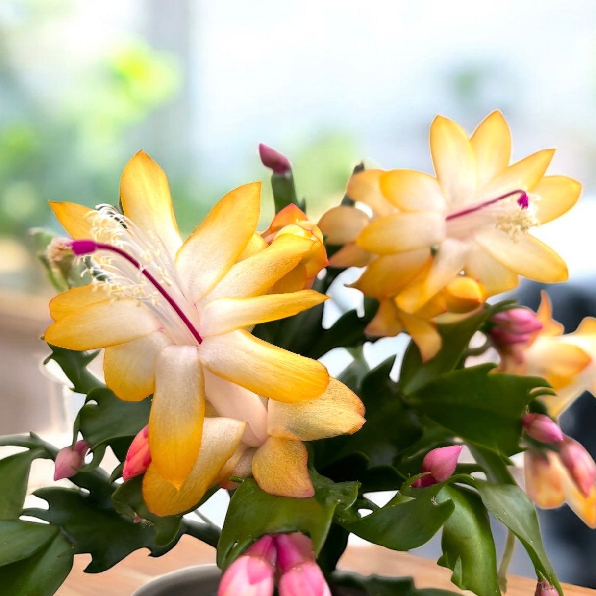 Schlumbergera – cactus de Craciun (Craciunel)