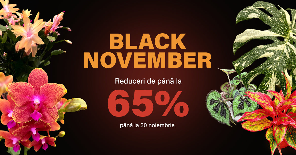 Black Friday 2025 Secret Garden