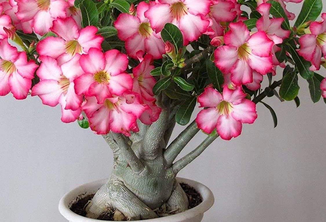 Adenium si aple plante cu caudex