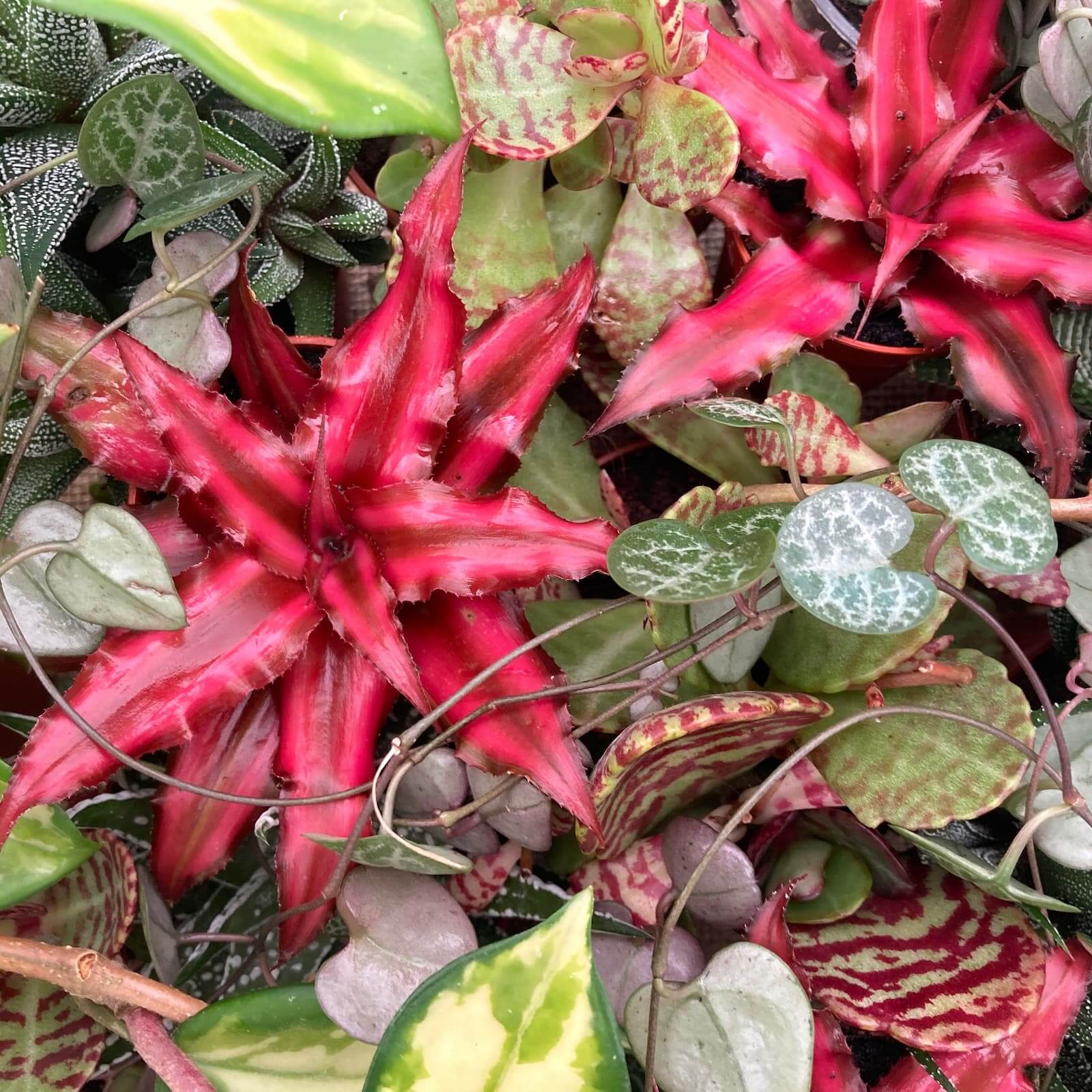 Plante speciale Secret Garden