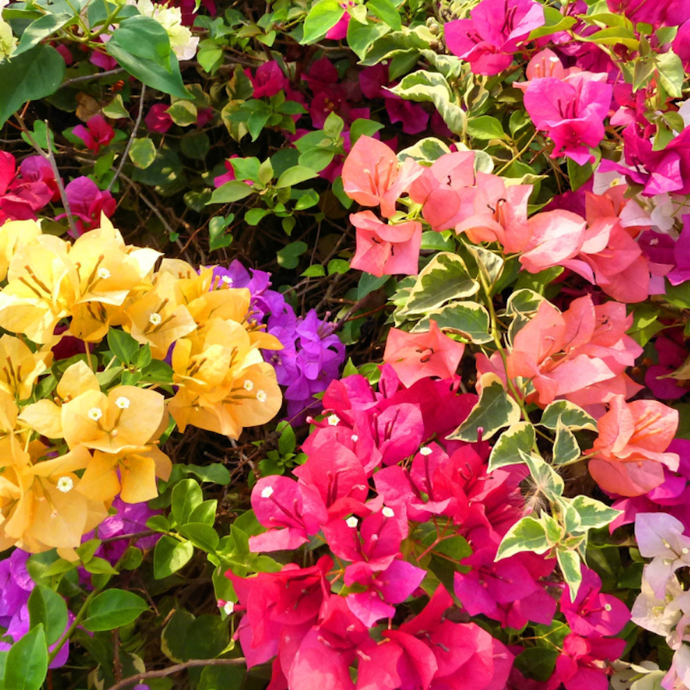 Bougainvillea - floarea de hartie