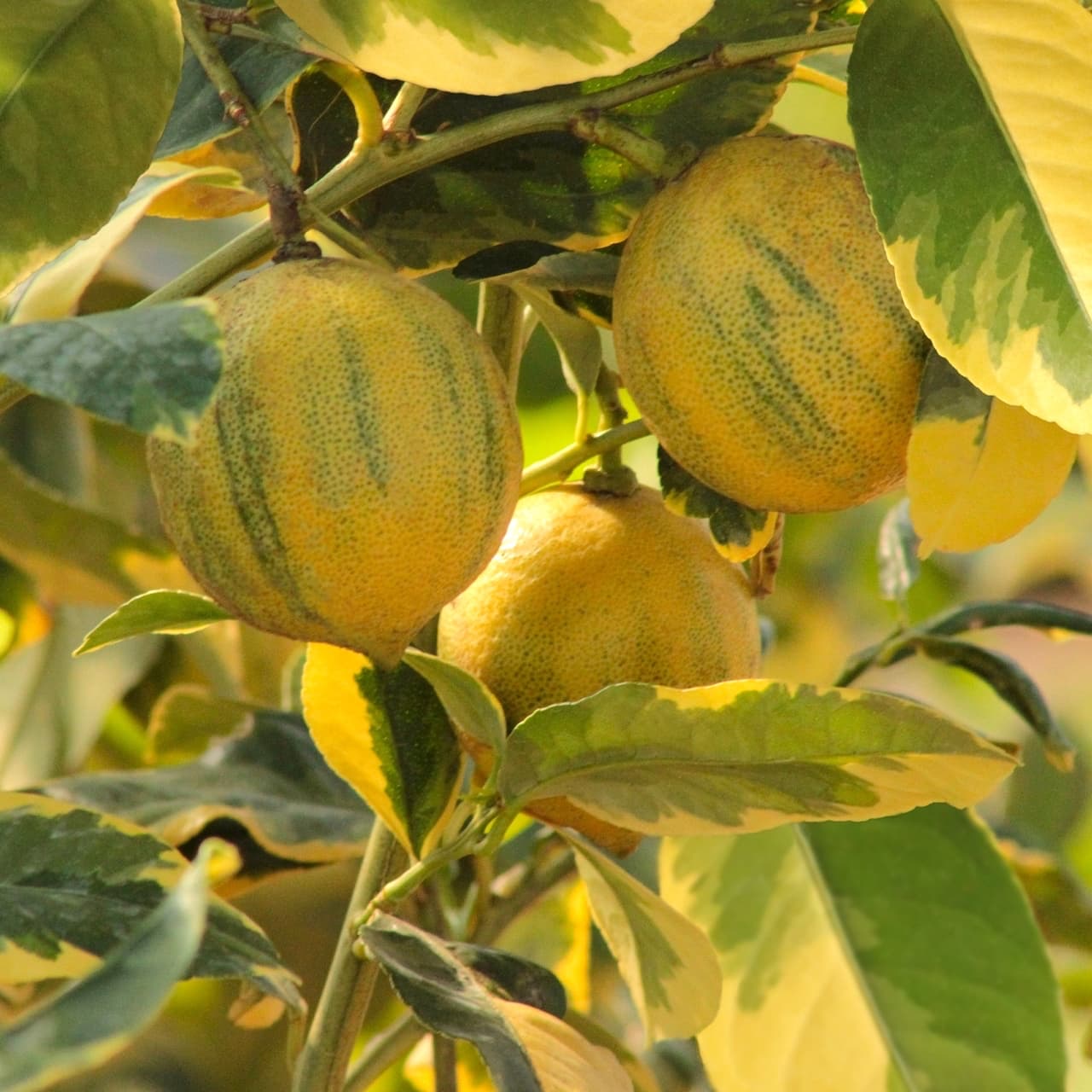 Citrice & Mediteraneene