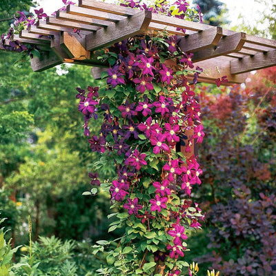 Outdoor plants – Tagged Plante outdoor - gradina & terasa – Page 8 –  Floraria Secret Garden (SG)
