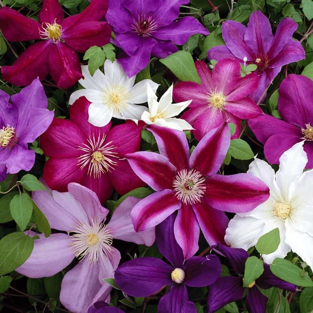 Clematis - Clematite