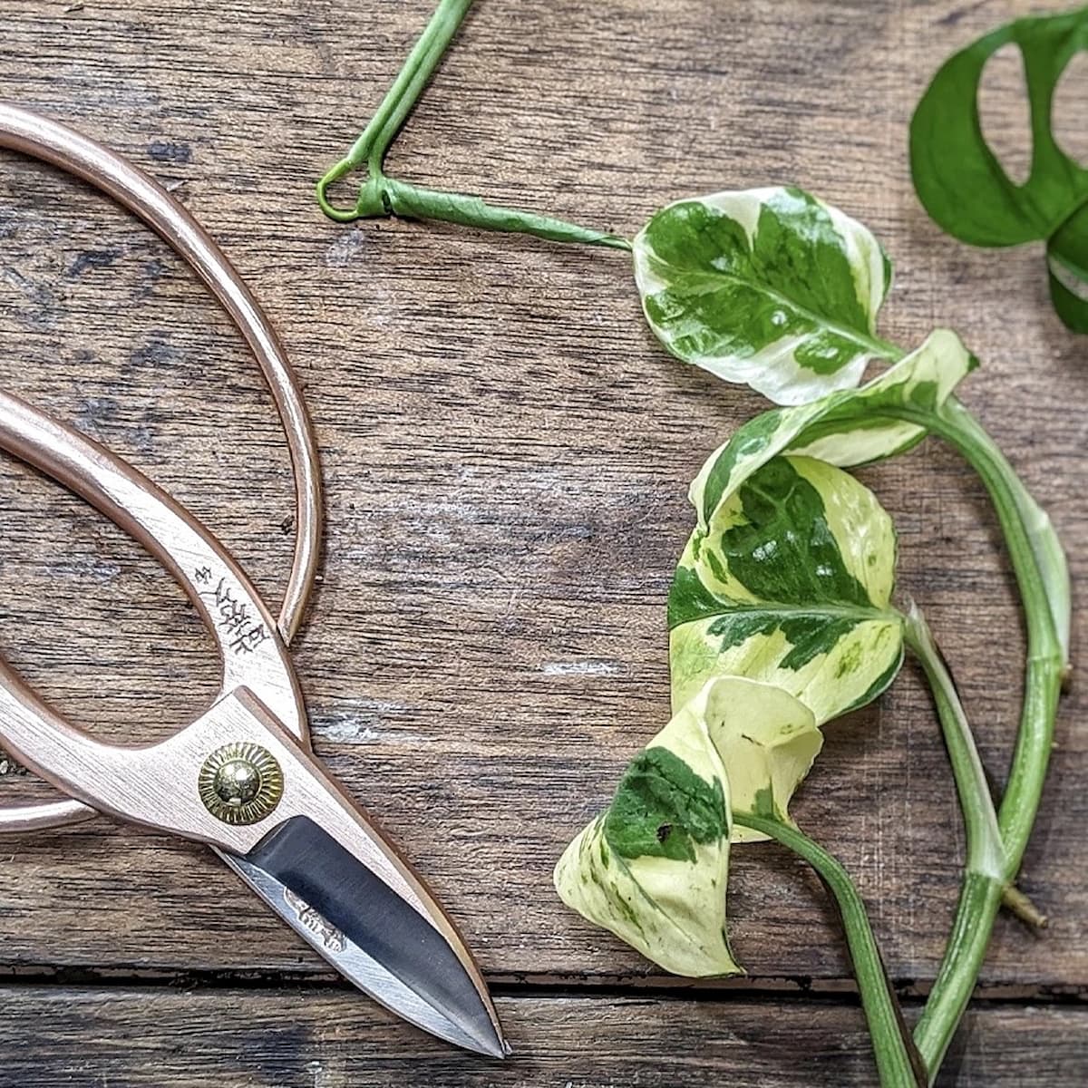 Cuttings (butasi) de philodendron, butasi de hoya, syngonium