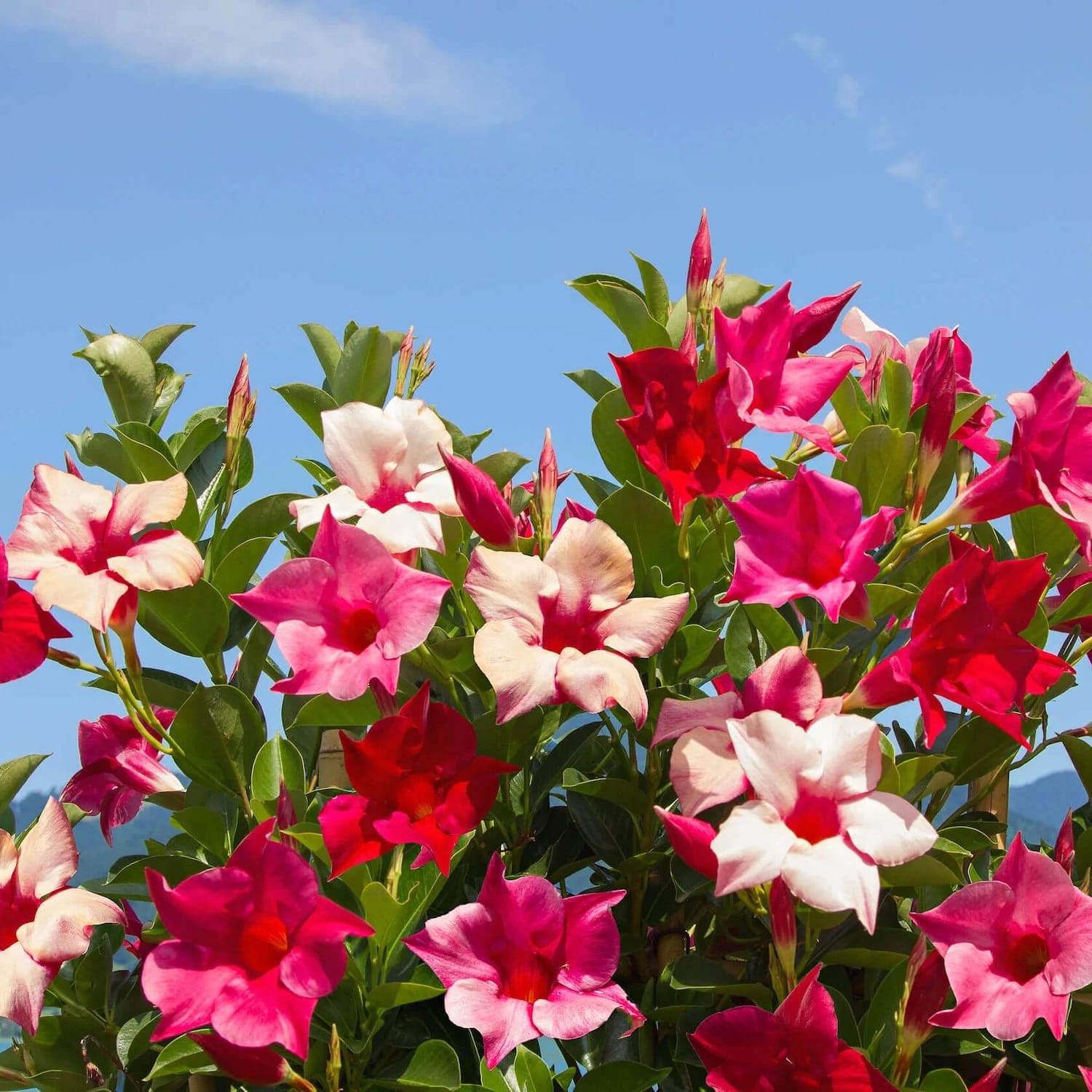 Dipladenia - Mandevilla