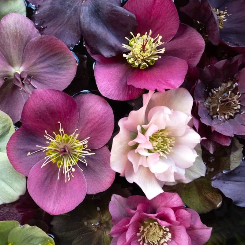 Helleborus - Spanz