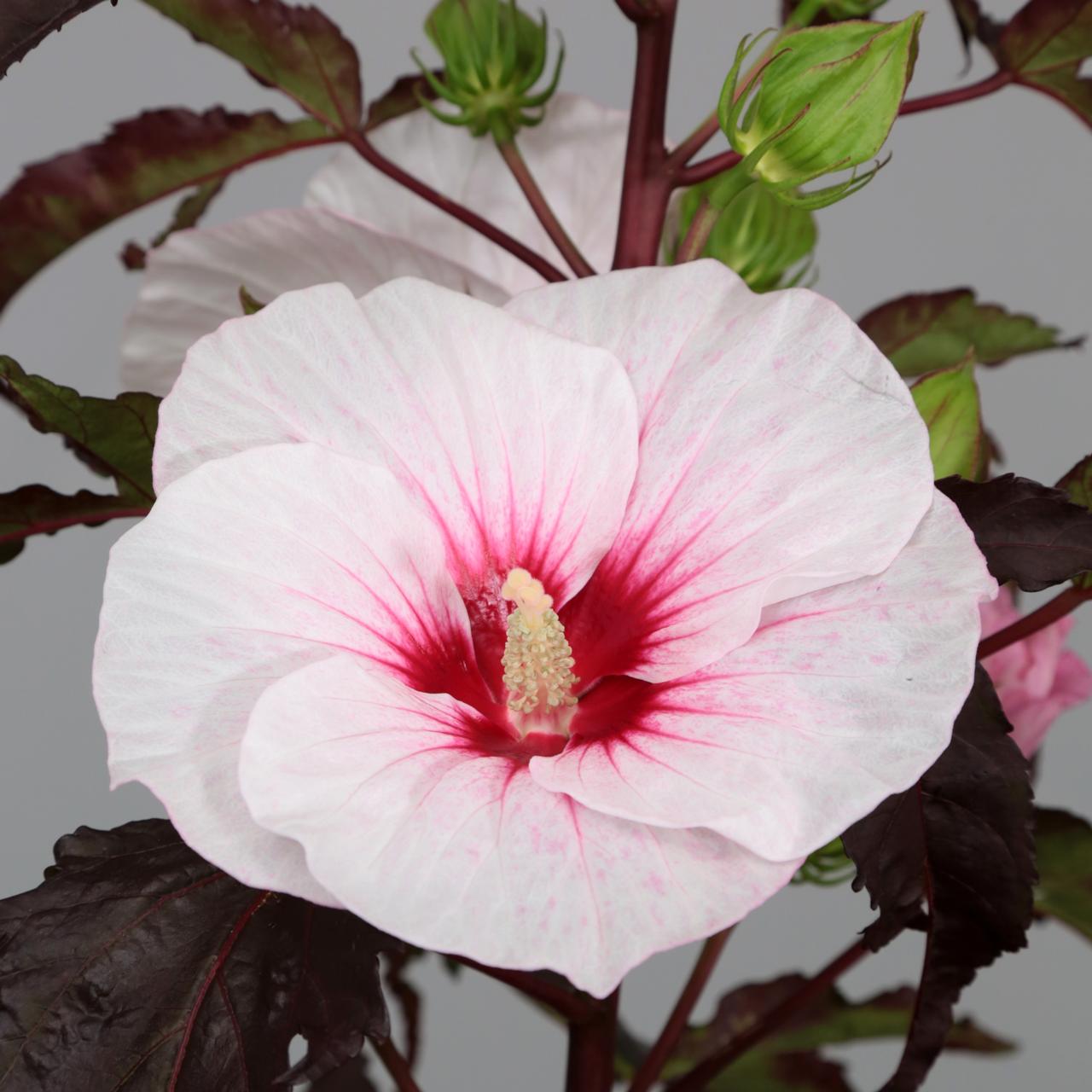 Hibiscus de gradina – syriacus si moscheutos (flori XL)
