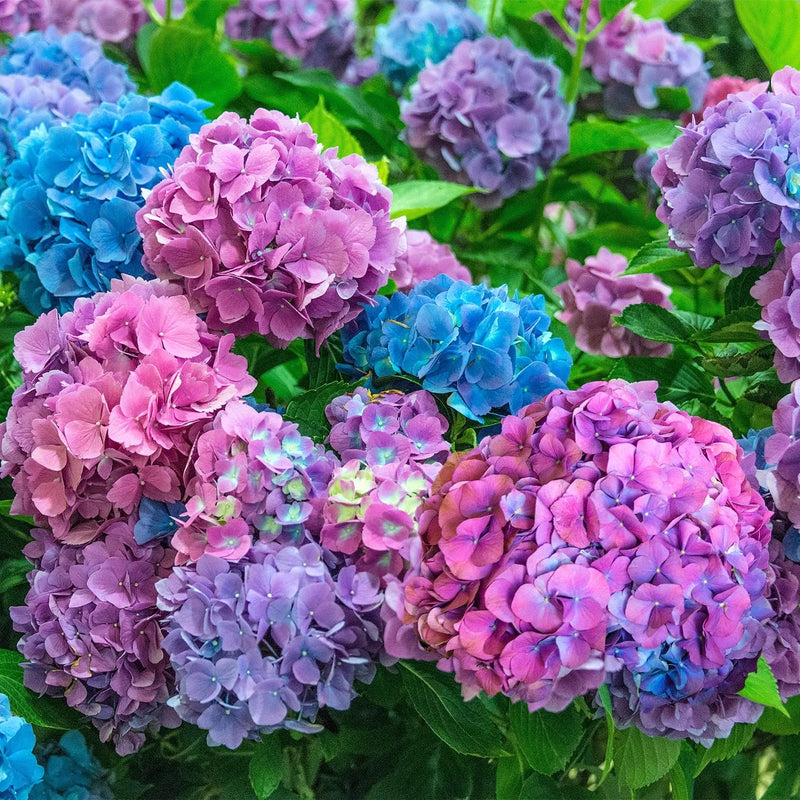 Hortensie in ghiveci